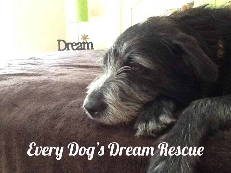 Read more about the article Every Dog’s Dream Rescue