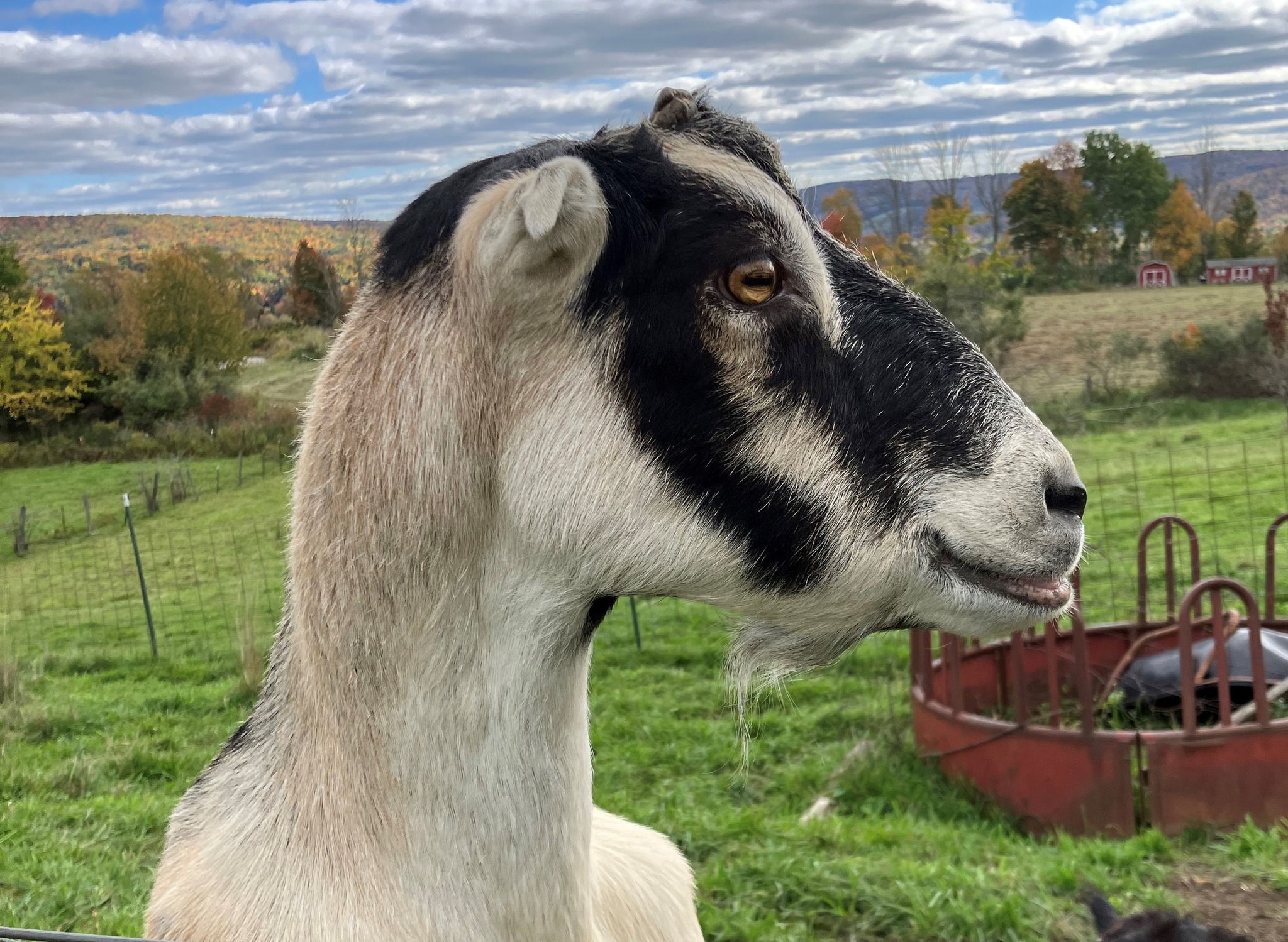 Read more about the article Gemini Farm Sanctuary